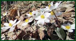 bloodroot