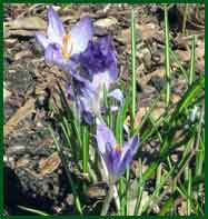 chionodoxa   Glory-of-the-Snow