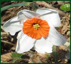Daffodil
