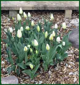 White tulips