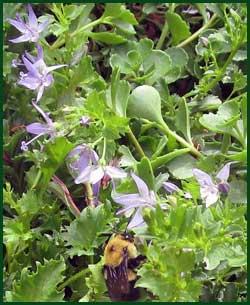Blue Star Creeper (Isotoma fluviatilis)