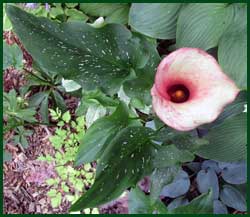 Calla lily Zantedeschia