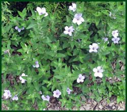 wild petunia