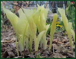 hosta white feather